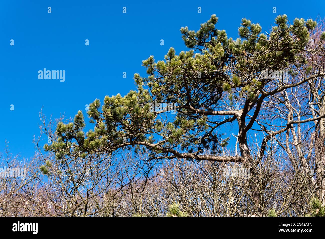 Pine tree in winter against a brilliant blue sky Stock Photo
