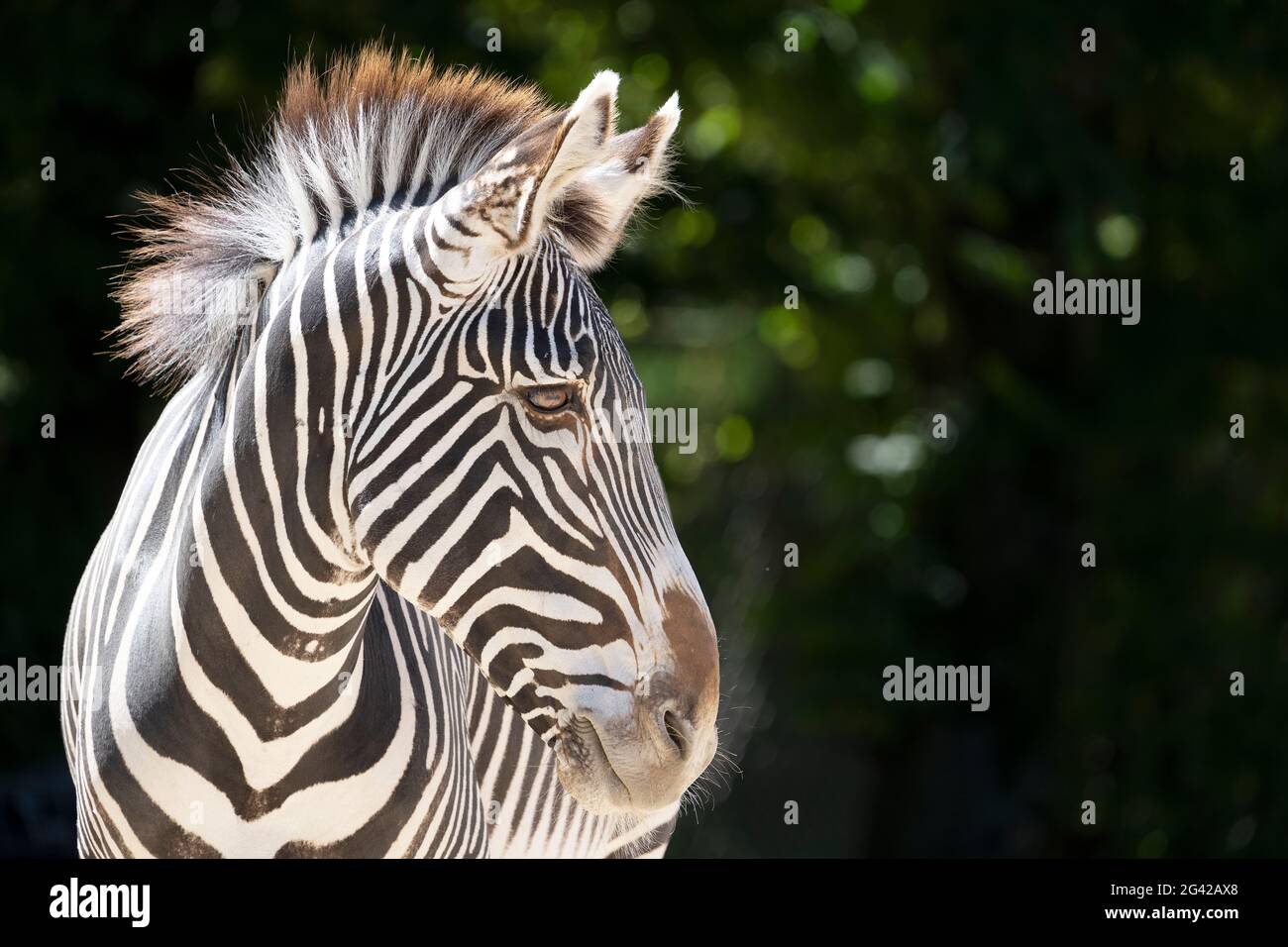 head of zebra in a zoo Stock Photo