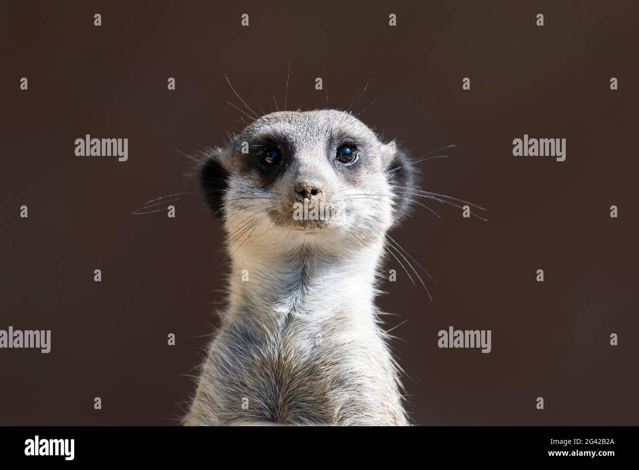 Front view of a Meerkat standing upright Stock Photo