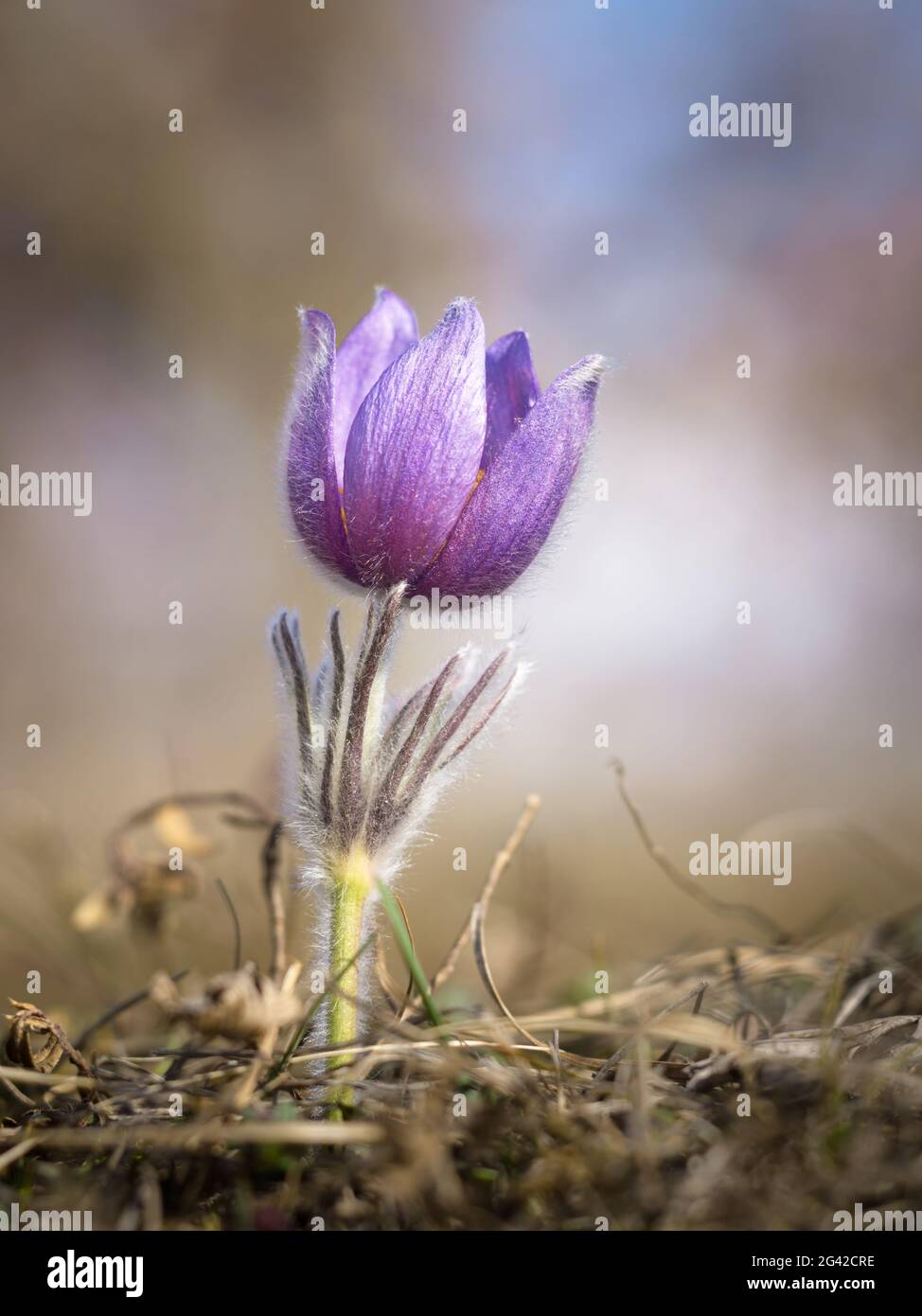 Pasque flower in spring Stock Photo