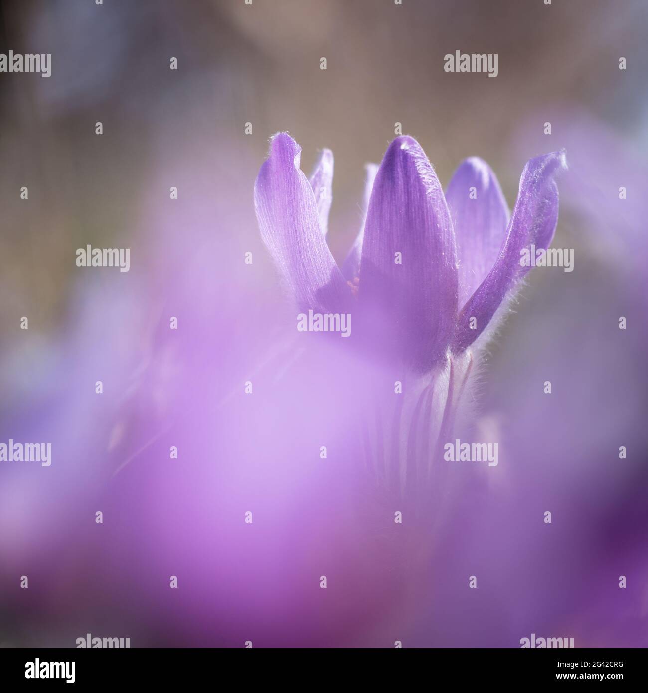 Pasque flower in spring Stock Photo