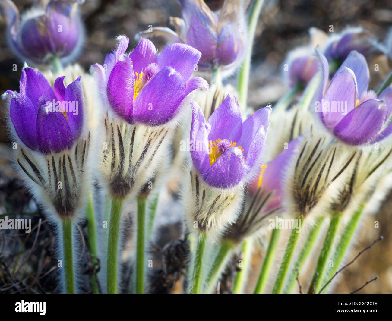 Pasque flower in spring Stock Photo Alamy