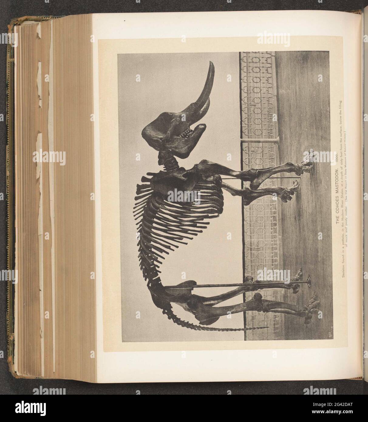 トムソン　mastodon Cohoes Mastodon | The New York State Museum