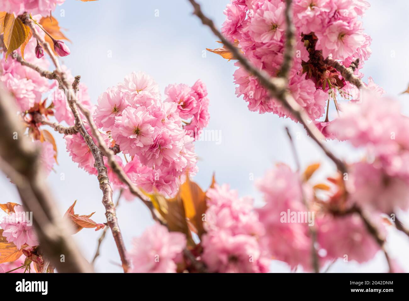 Pink cherry blossom tree in early spring Stock Photo - Alamy