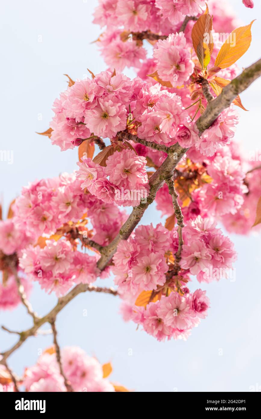 Pink cherry blossom tree in early spring Stock Photo - Alamy