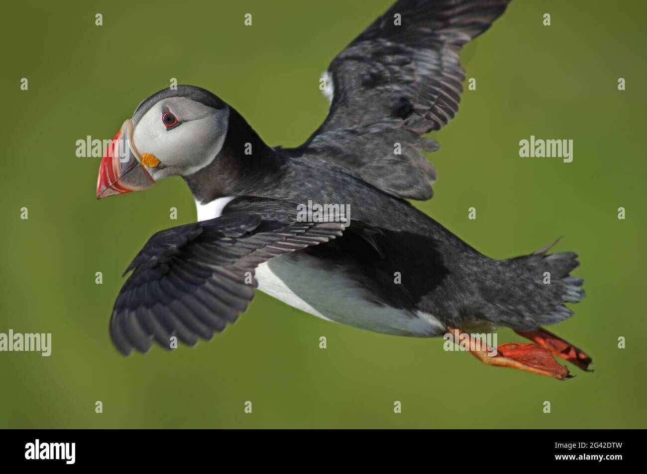 Puffin in action Stock Photo
