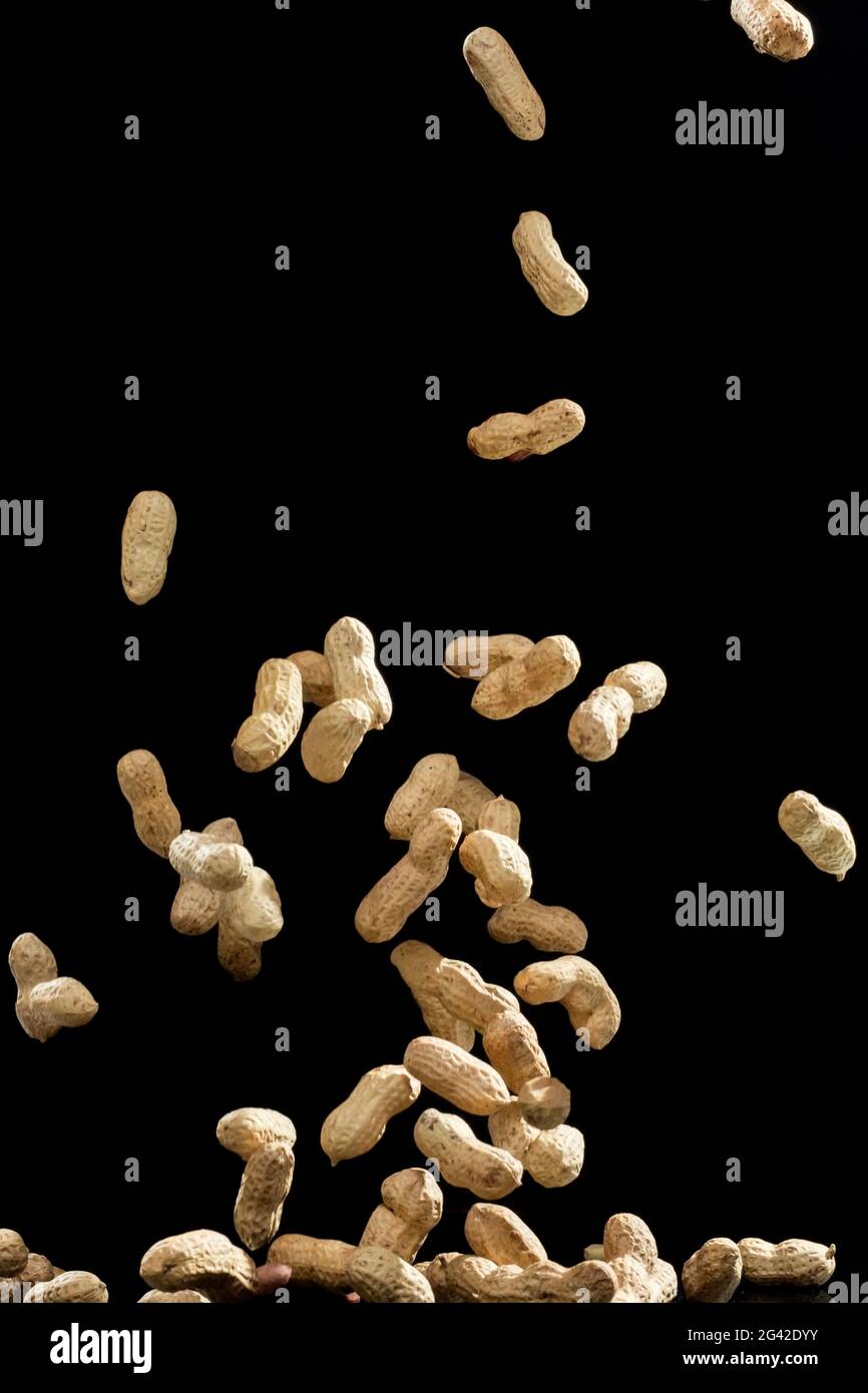 Realistic freeze motion of flying peanuts on black background. Stock Photo
