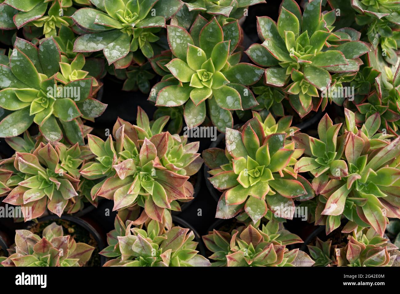Close up of agave succulent plants, easy care indoor house plant. Abstract green plants background Stock Photo