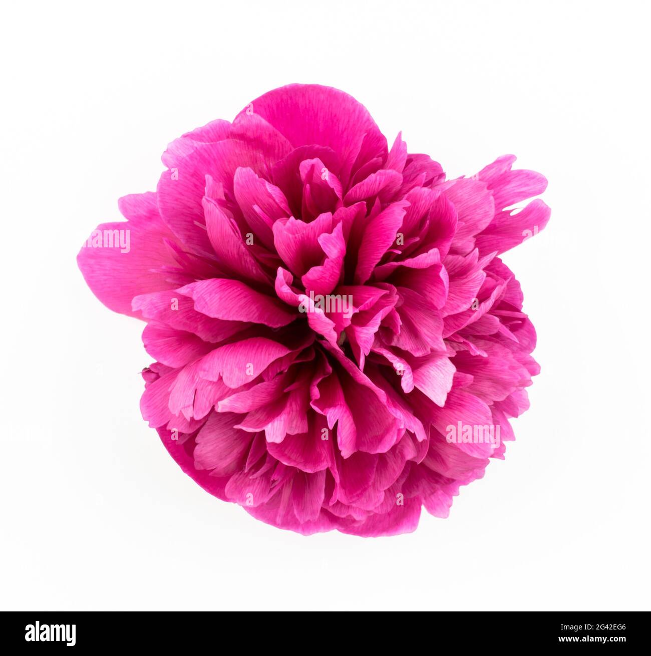Pink peony flower isolated on white background Stock Photo - Alamy
