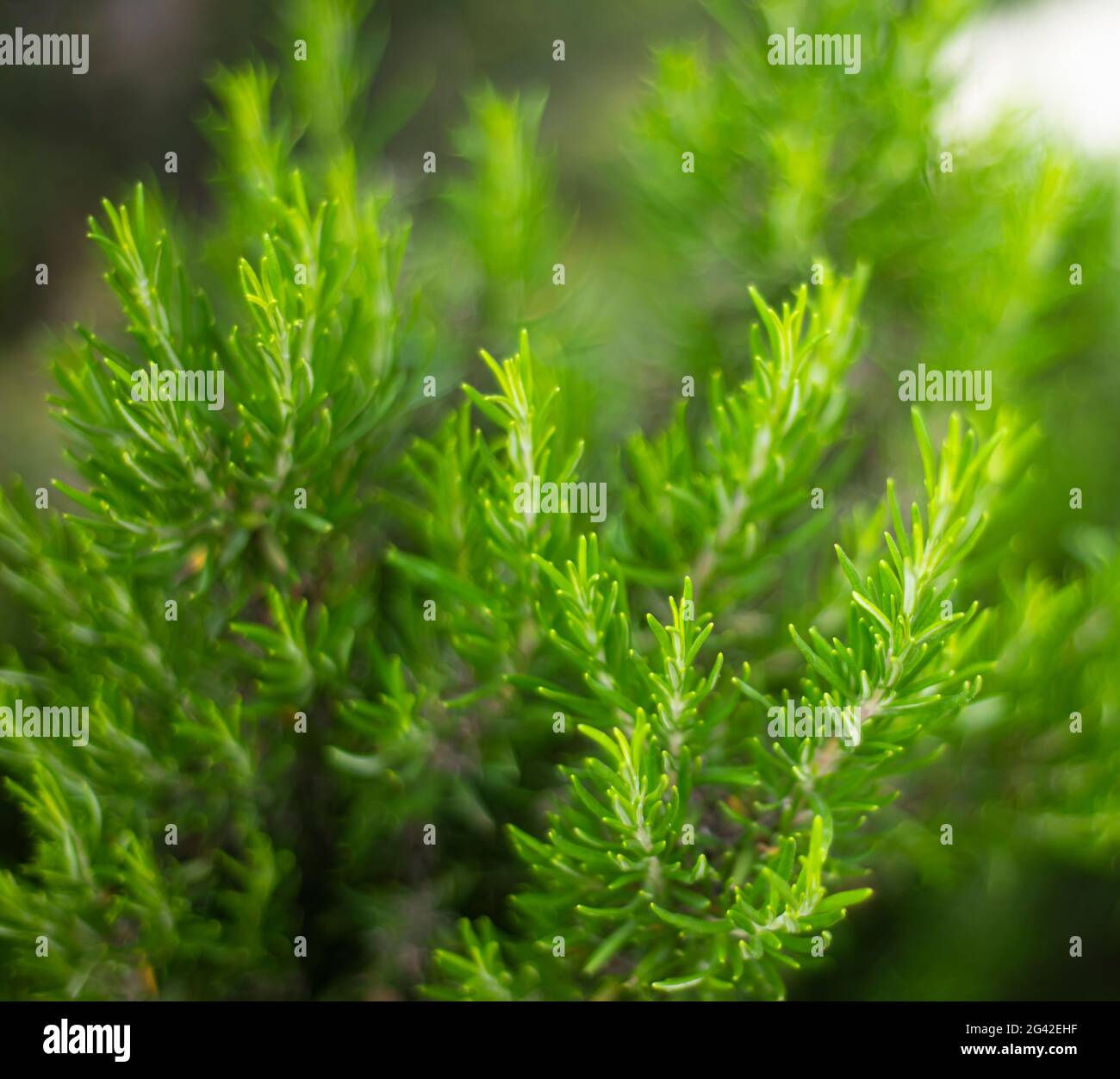 Green rosemary bush. Spice. Cosmetics. Spa. Tea. Medicine. Defocused