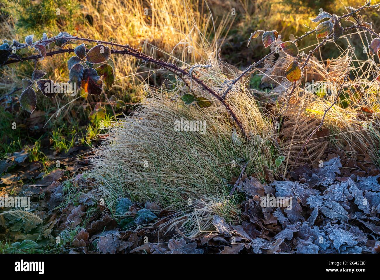 Frosty plants at Chailey Nature reserve in East Sussex Stock Photo