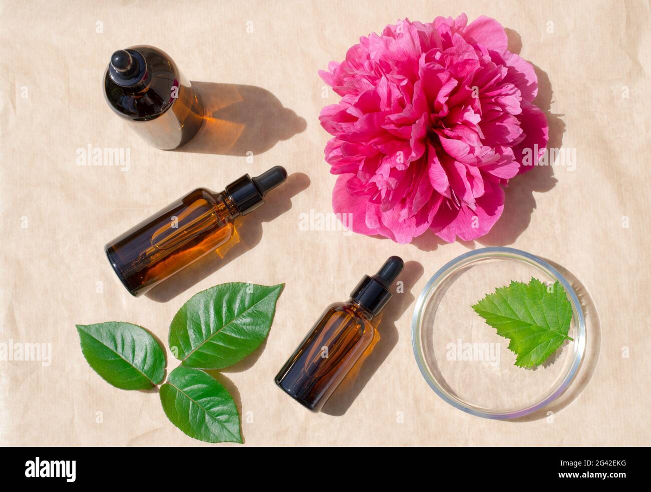 Cosmetics for skin care. Bottles with oils, a petri dish and a peony