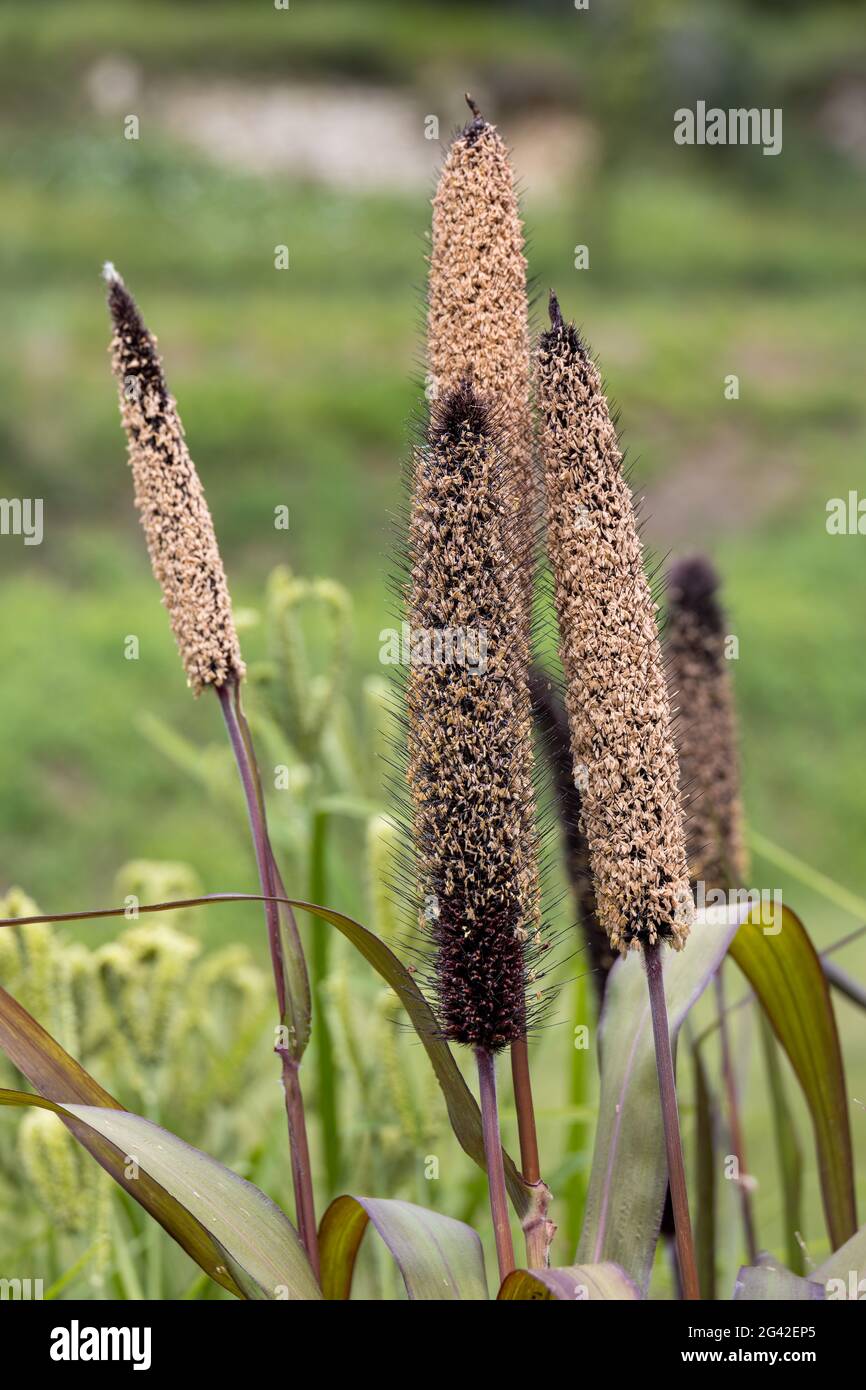 Foxtail Bristle Grass (Setaria italica P. Beauv) growing in a garden in italy Stock Photo