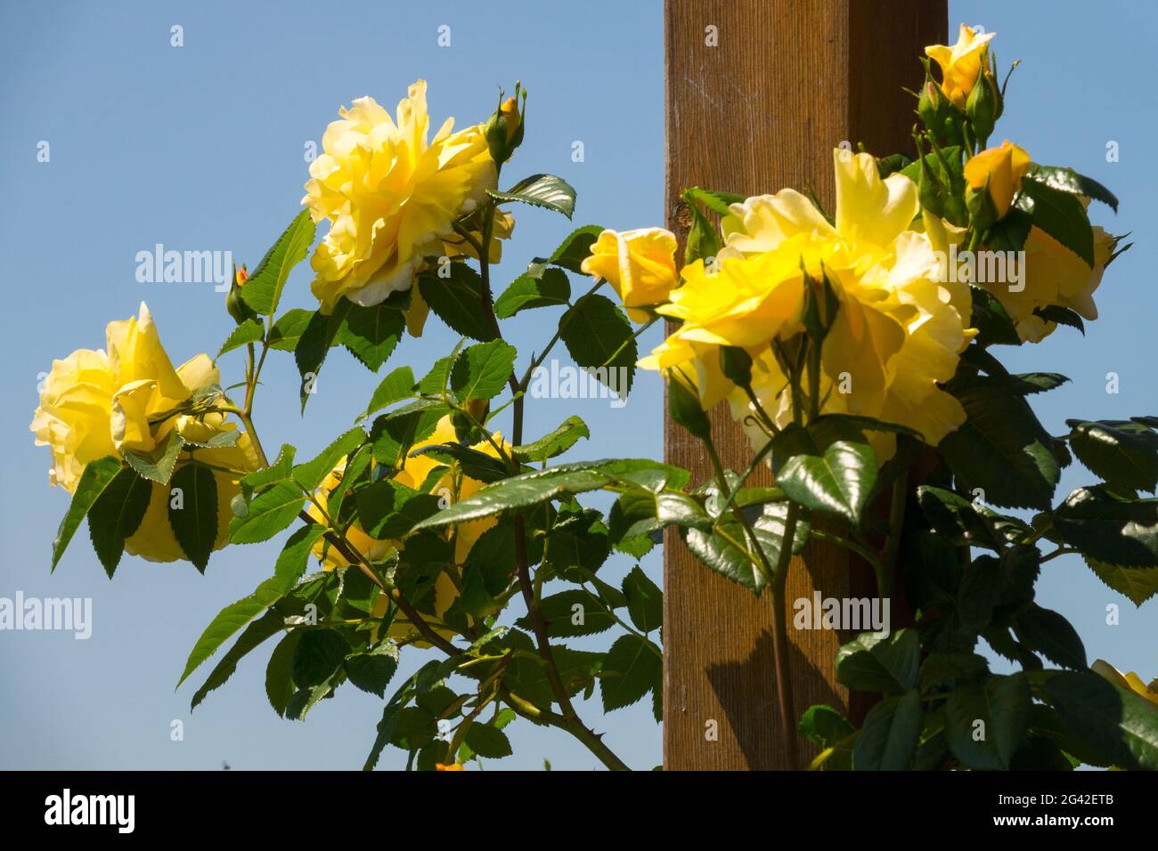 Yellow Rosa Golden Showers climbing rose flowers Stock Photo