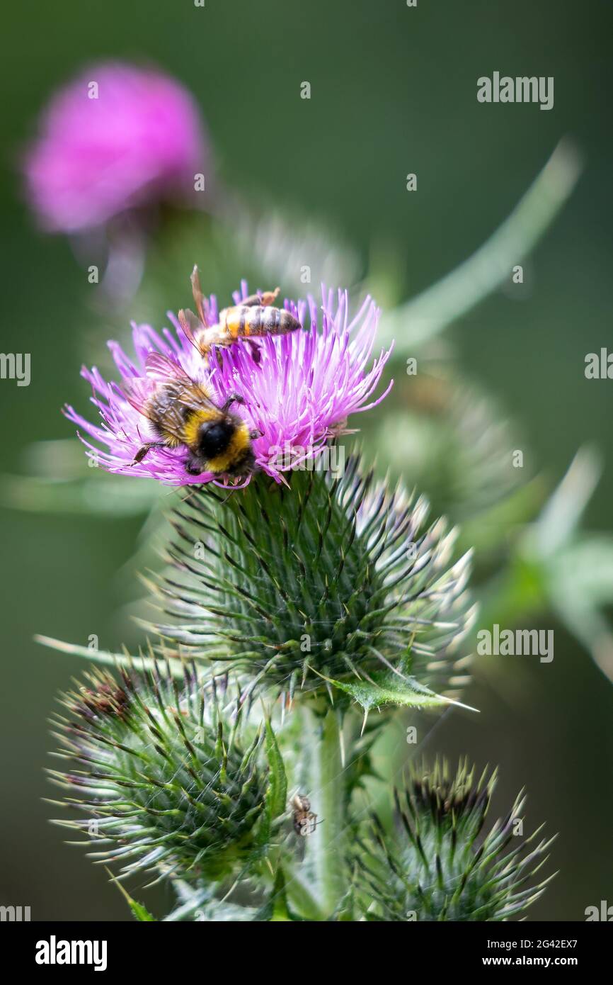 Buff-tailed bumblebee (Bombus terrestris) gathering pollen from a Thistle Stock Photo