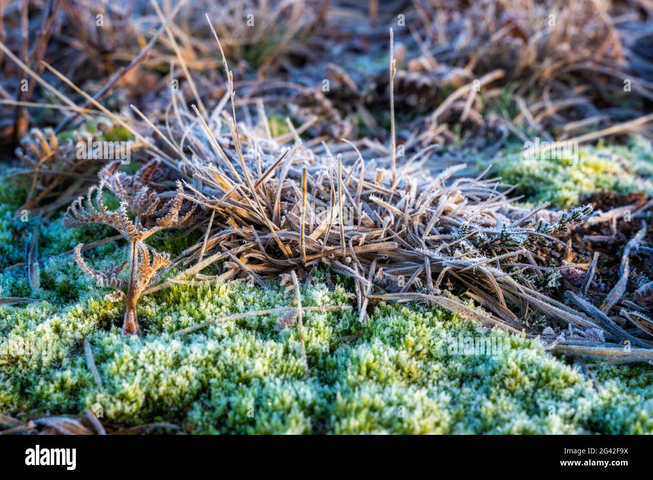 Frosty plants at Chailey Nature reserve in East Sussex Stock Photo