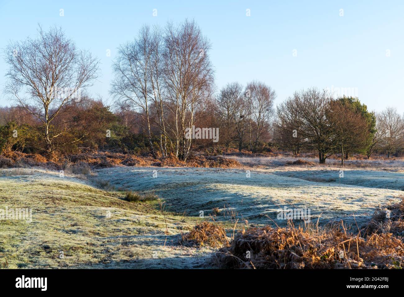 Frosty sunny day at Chailey Nature reserve in East Sussex Stock Photo