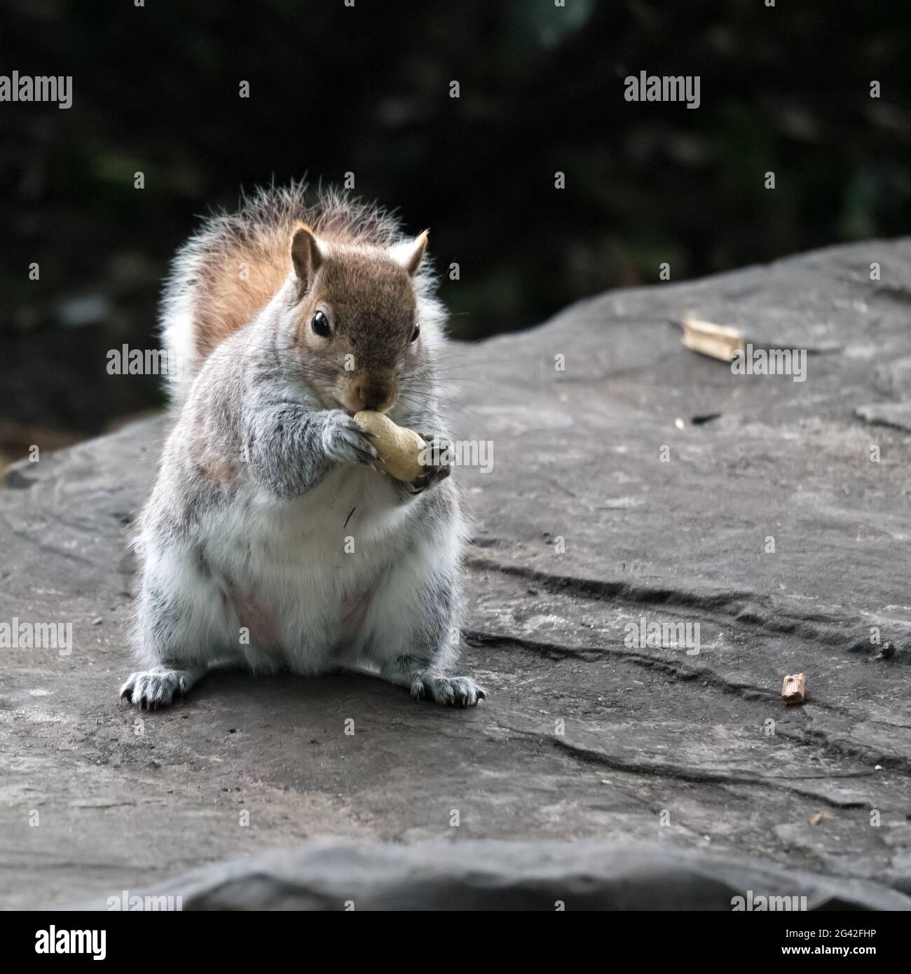 Grey Squirrel (Sciurus carolinensis) clutching a peanut shell Stock Photo