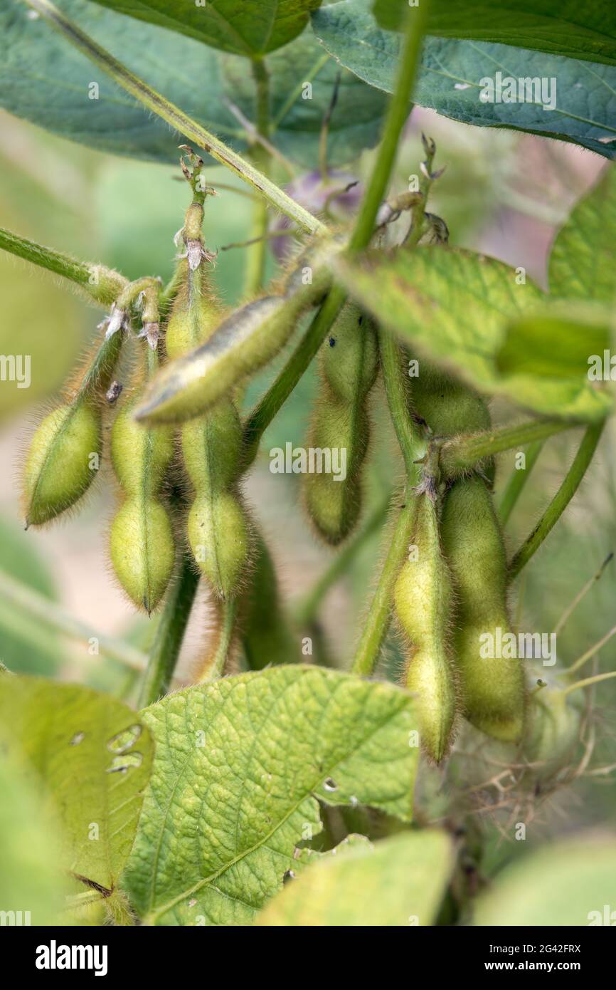 Soy Beans (Glycine max L. Merr) growing in a garden in Italy Stock Photo