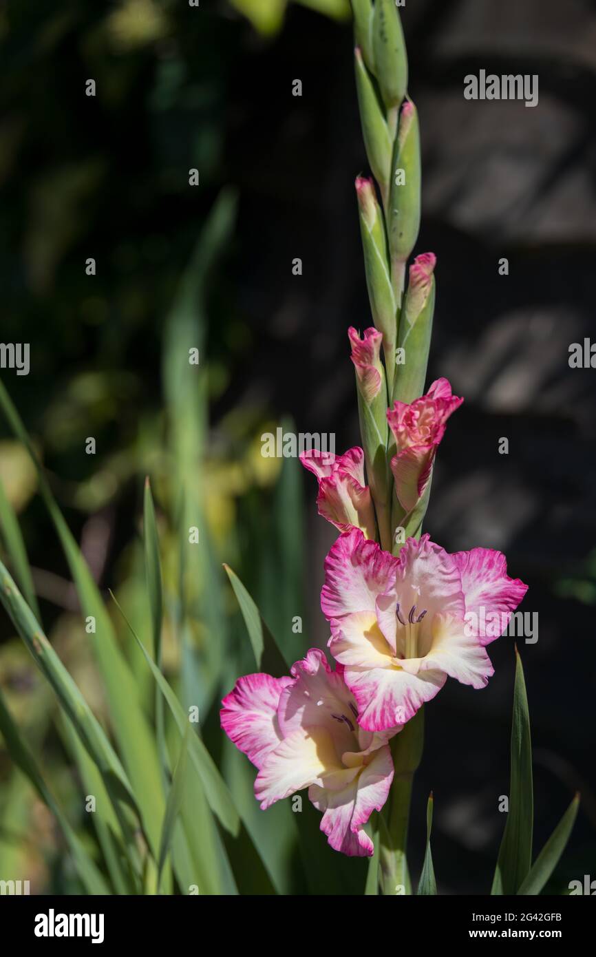 Pink and white hybrid Gladiolus flowering in an English garden Stock