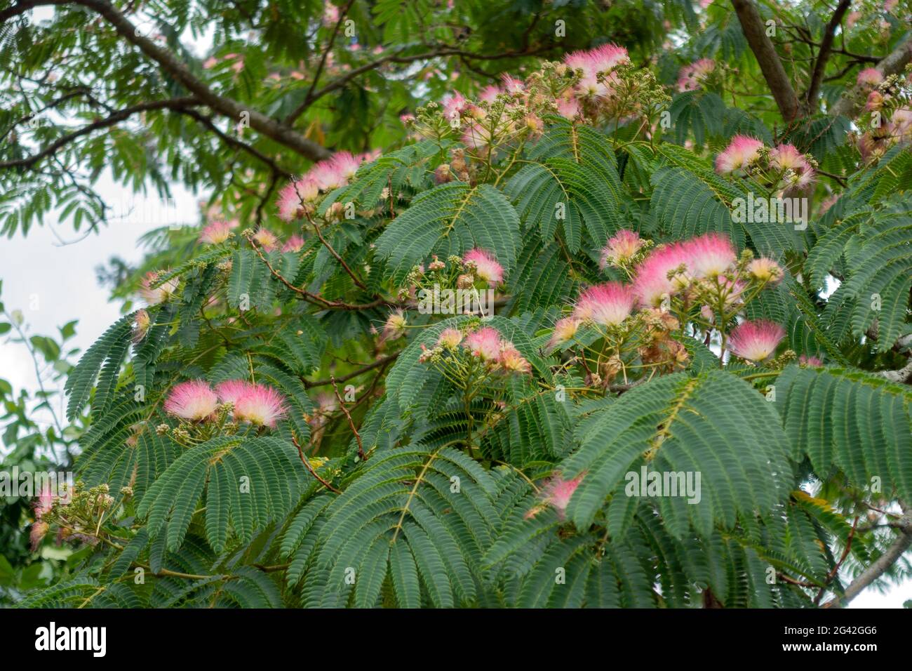 Pink Siris (Albizia julibrissin f. rosea) tree flowering in a London Park Stock Photo