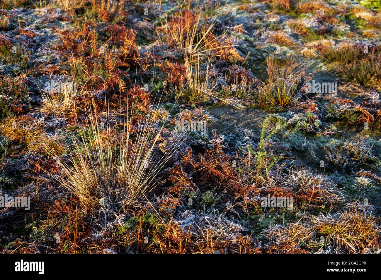 Frosty plants at Chailey Nature reserve in East Sussex Stock Photo