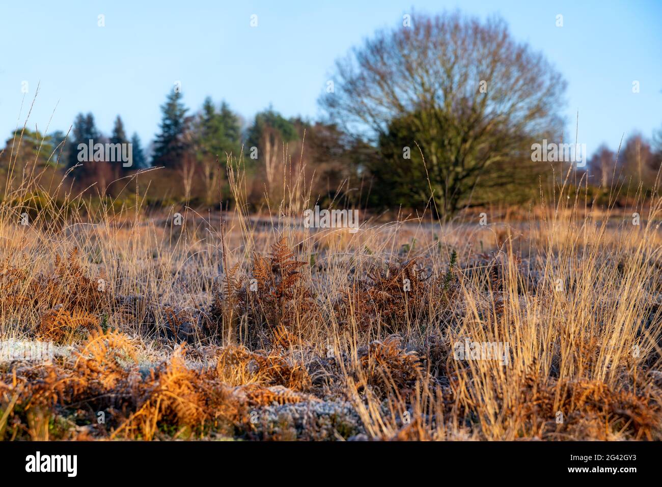 Frosty sunny day at Chailey Nature reserve in East Sussex Stock Photo