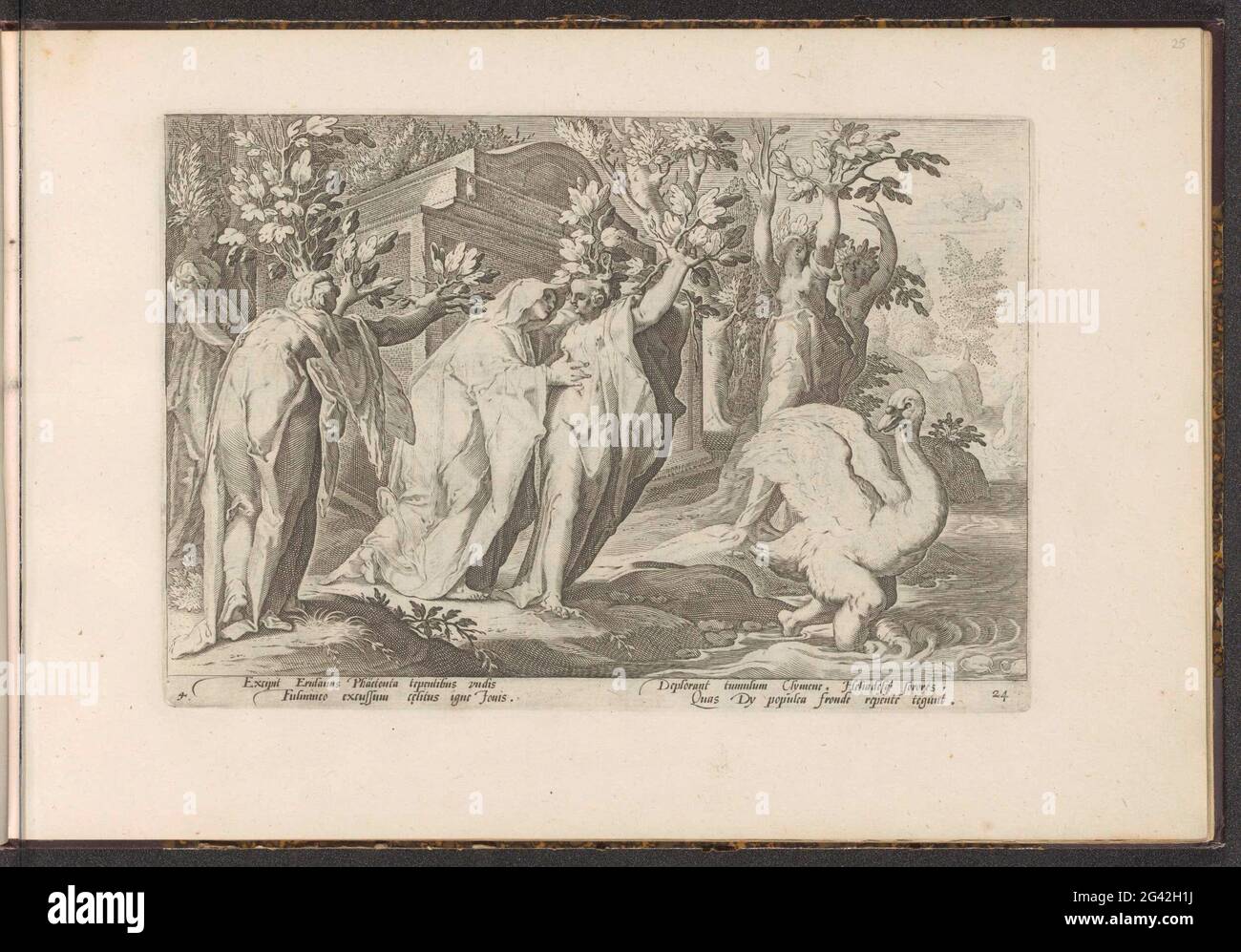 Phaëthon's sisters turn into poplars and his friend in a swan; Ovidius' metamorphoses; Reflections by P. Ovidius Naso. The daughters of the sun god (Helias) mourn to their brother Phaeton and turn into poplars. The tears change into amber. The mother embraces them for the last time. Phaëtons boyfriend and related cycles already changes mourning into a swan. Under the show twice two fresh rules in Latin. The print is part of an album. Stock Photo