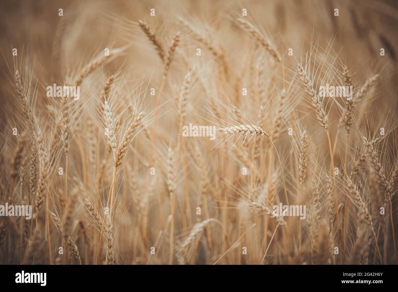 Rye field near Kaluga, Russia Stock Photo