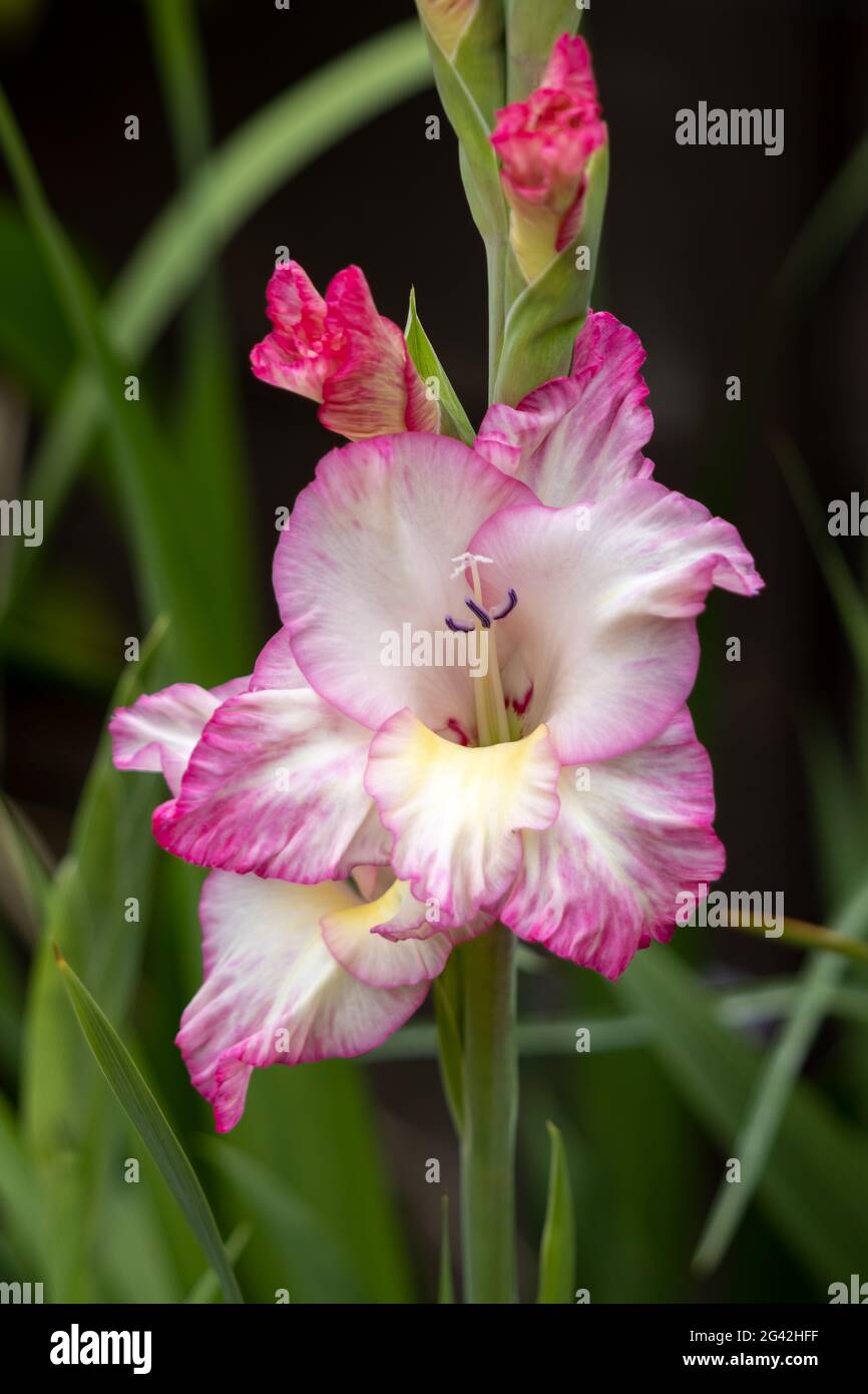 Pink and white hybrid Gladiolus flowering in an English garden Stock