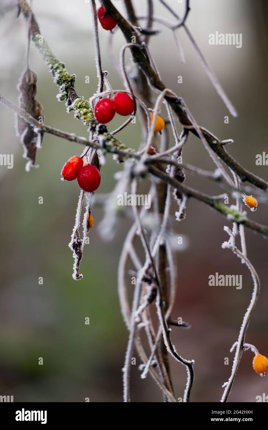 Wild red berries covered with hoar frost on a cold winters day Stock Photo