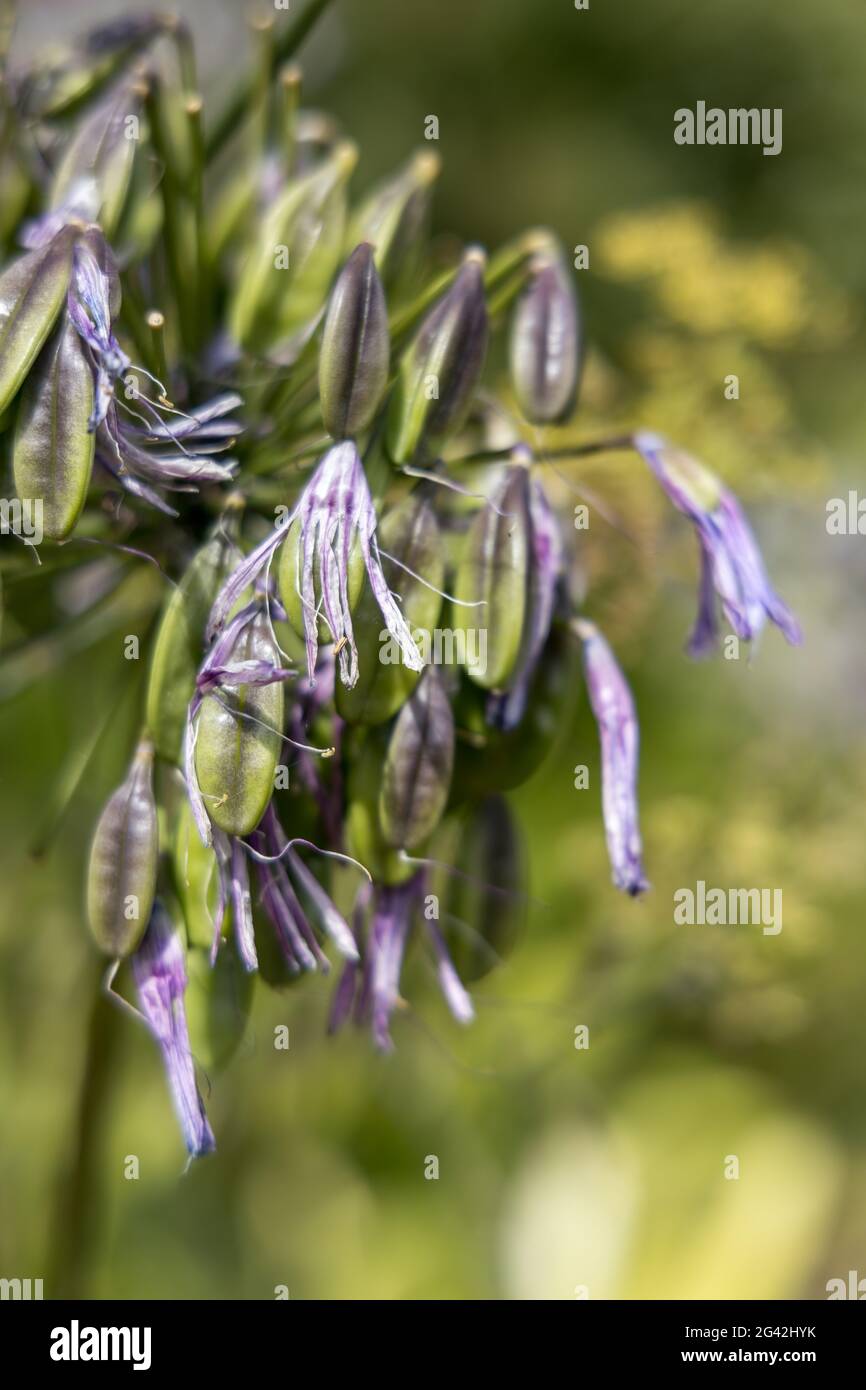 Decaying flowers of Agapanthus umbellatus forming seed pods Stock Photo