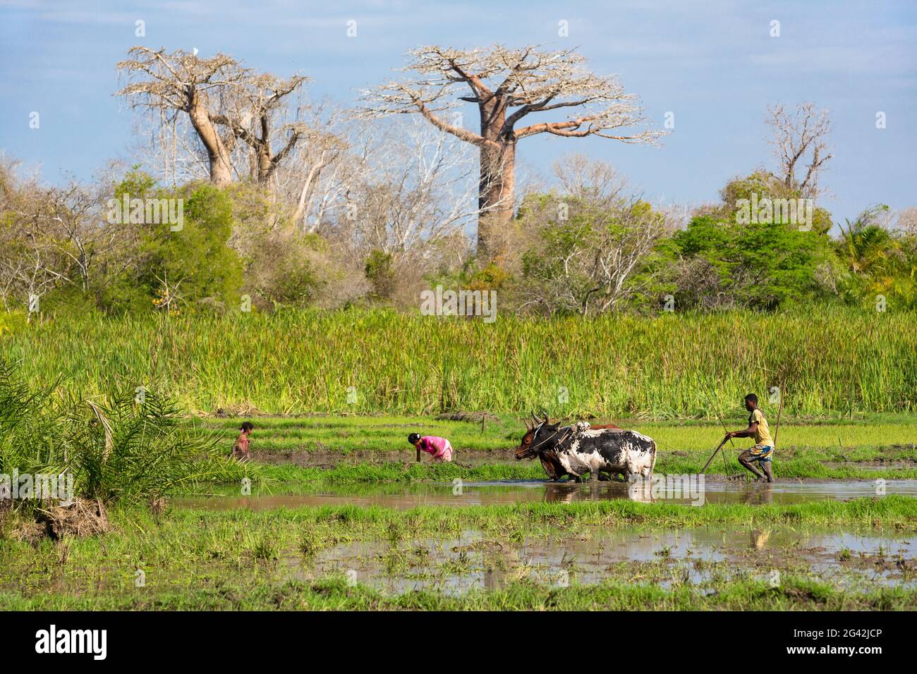Farmer plows rice field near Morondava, baobabs, Adansonia grandidieri, Madagascar, Africa Stock Photo