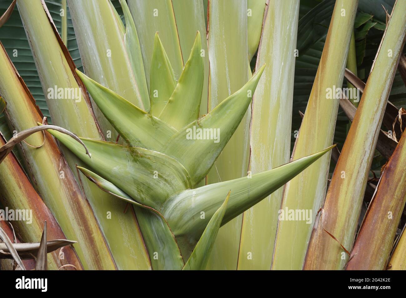 closeup of the new growth on a palm tree specie in la réunion france Stock Photo