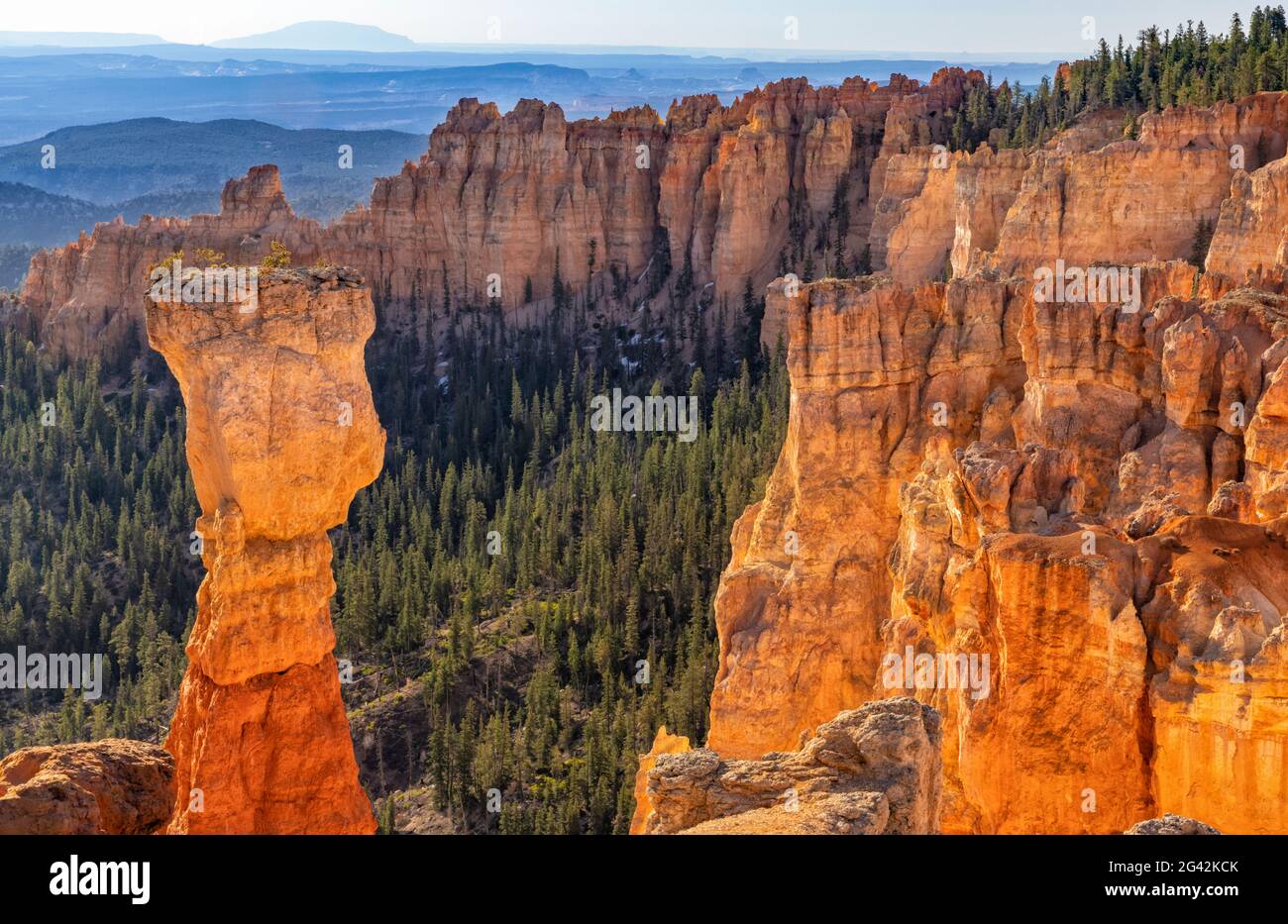 Morning Bounce Light in Agua Canyon surrounds the Hunter Hoodoo in Bryce Canyon National Park, Utah Stock Photo