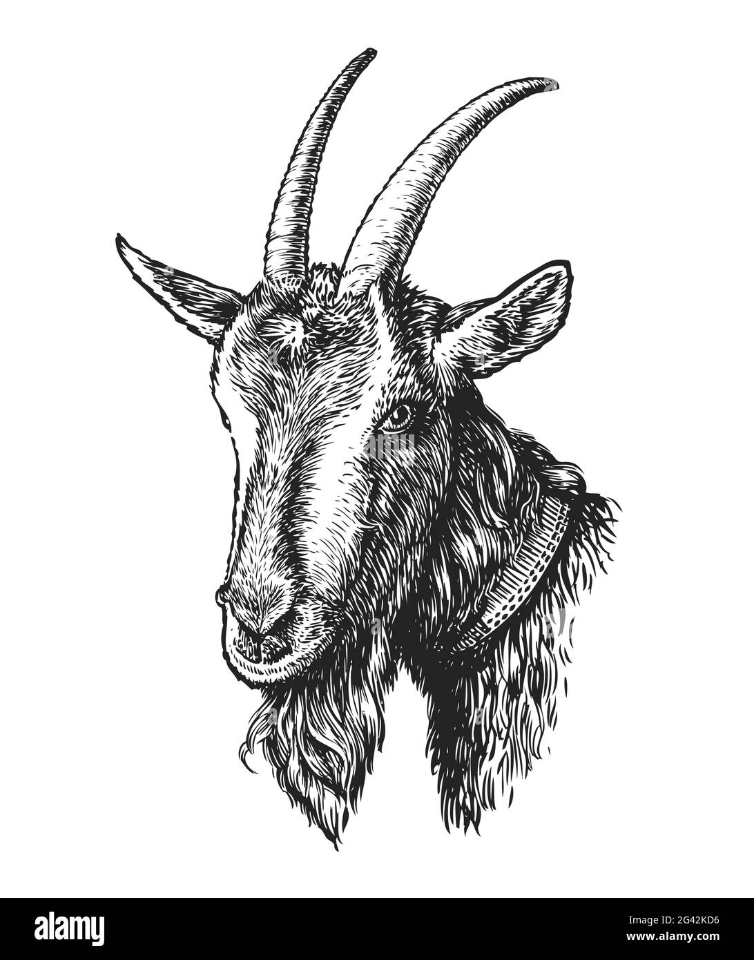 Hand drawn sketch head of goat. Farm animal in vintage engraving style. Vector illustration Stock Vector
