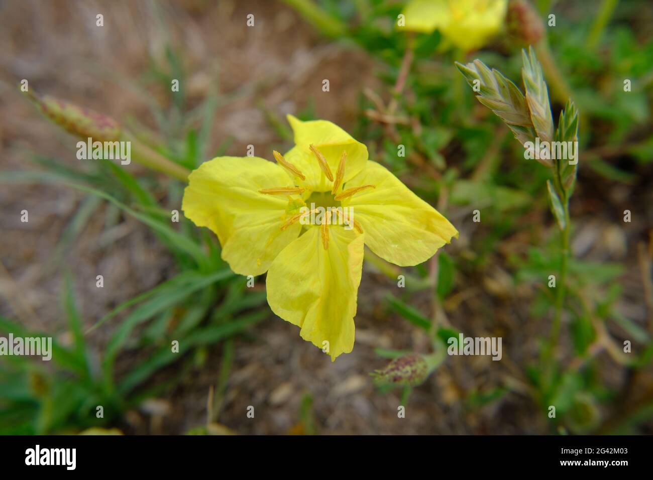 This is a photograph of 'oenothera stricta' , common names are Common evening-primrose, Fragrant evening-primrose, Sweet sundrop, Sweet-scent evening- Stock Photo