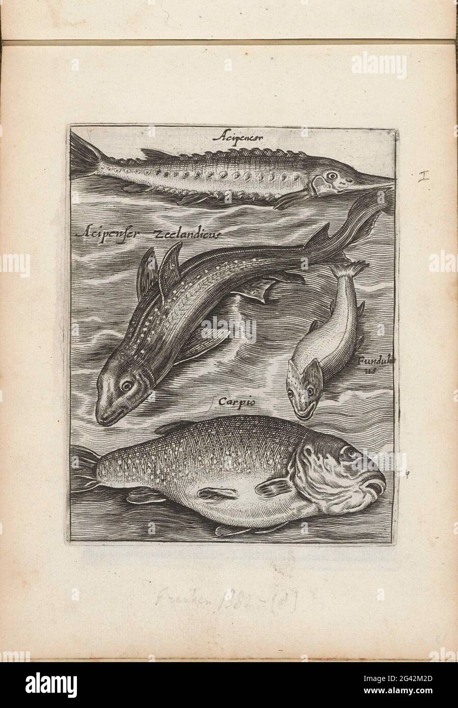 Sturgeon, fundulus and carp; Fishing; PISCIUM VIVAE ICONES. Four fish. From top to bottom a sturgeon, Zeeland sturgeon, a fundulus and carp. With every fish the name in Latin. This print is part of an album. Stock Photo