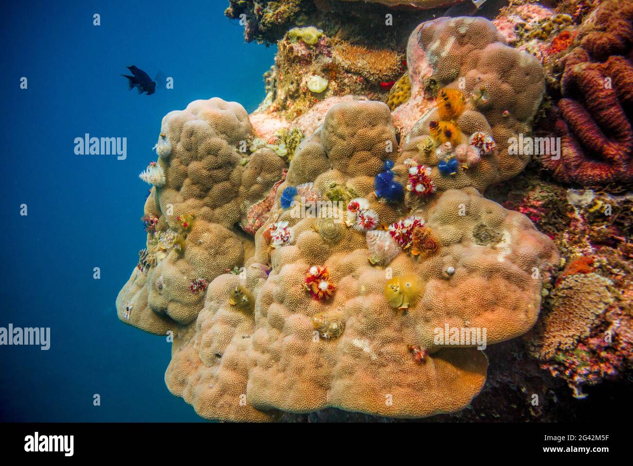 Underwater in the sea off Malekula, Vanuatu, South Pacific, Oceania Stock Photo