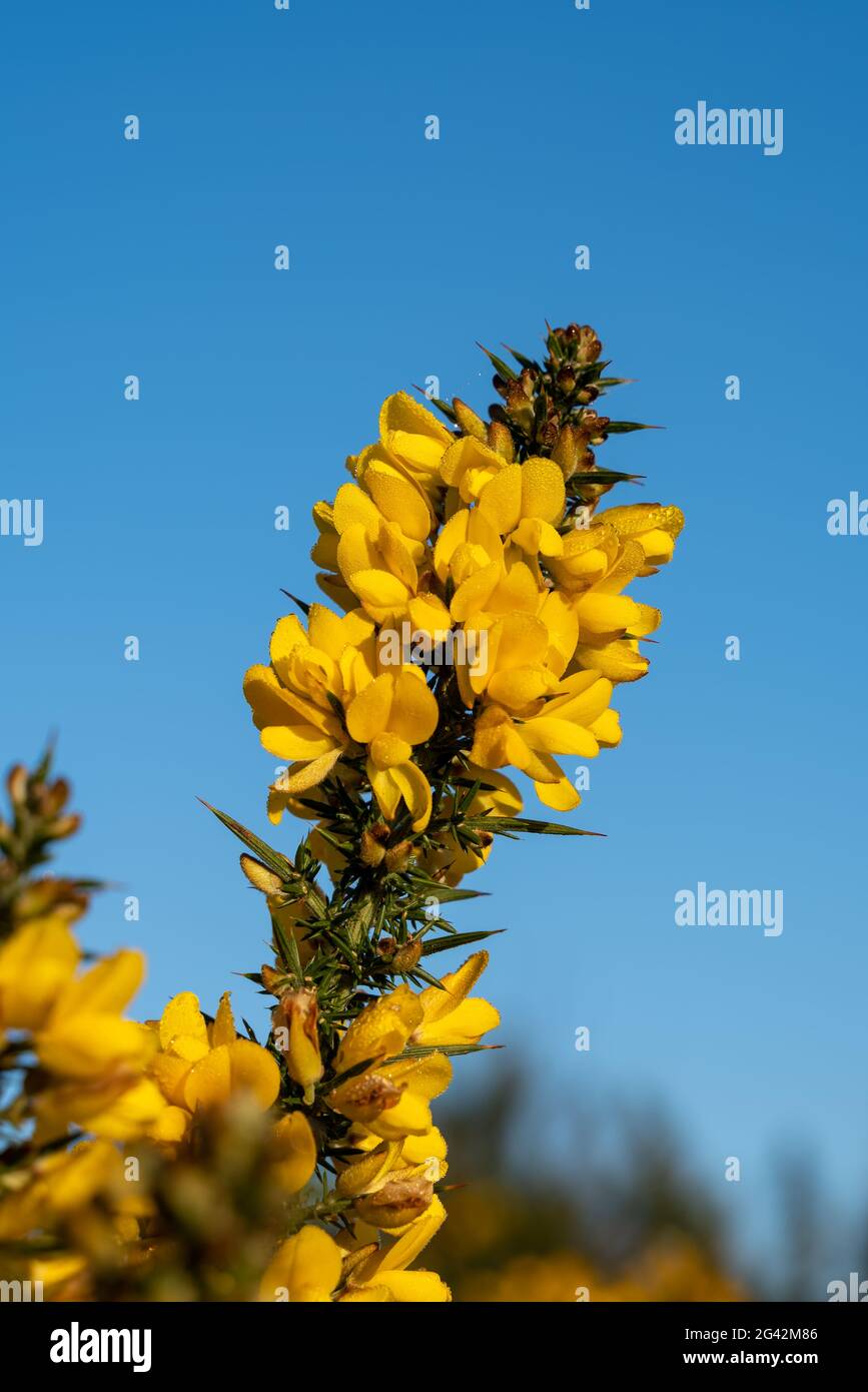 Gorse flowering on a frosty sunny day at Chailey Nature reserve in East Sussex Stock Photo