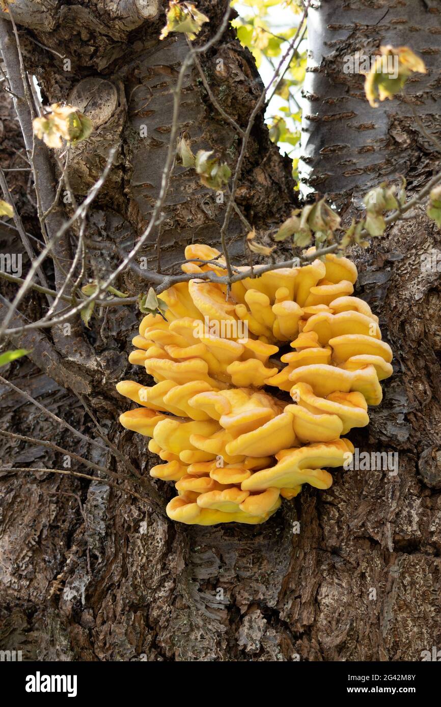 Chicken-of-the-woods (Laetiporus sulphureus) fungus growing on a tree in springtime Stock Photo