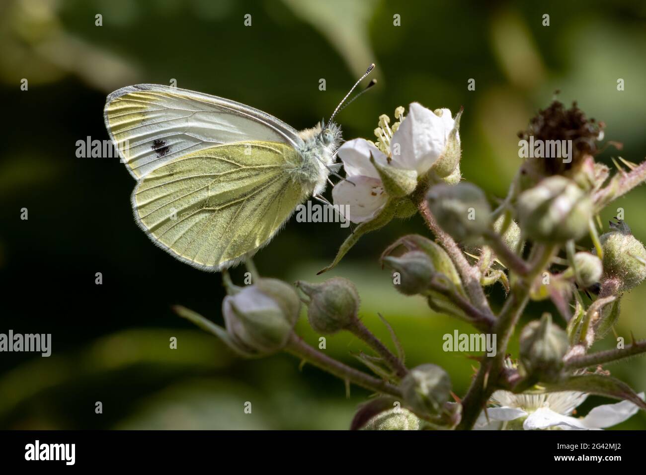 Large White (Pieris brassicae) Butterfly feeding on a Blackberry flower Stock Photo