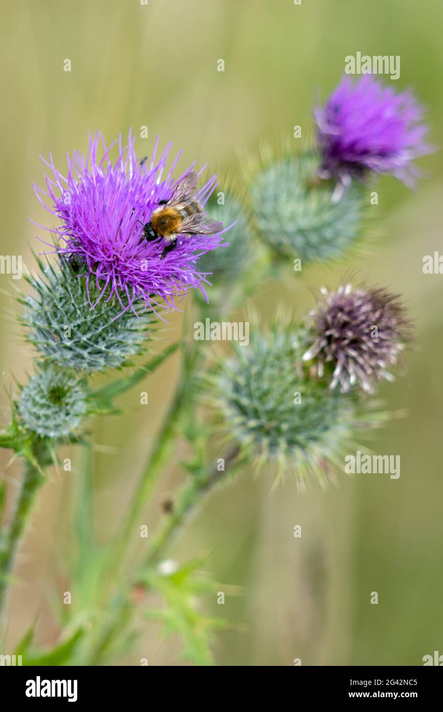 Buff-tailed bumblebee (Bombus terrestris) gathering pollen from a Thistle Stock Photo
