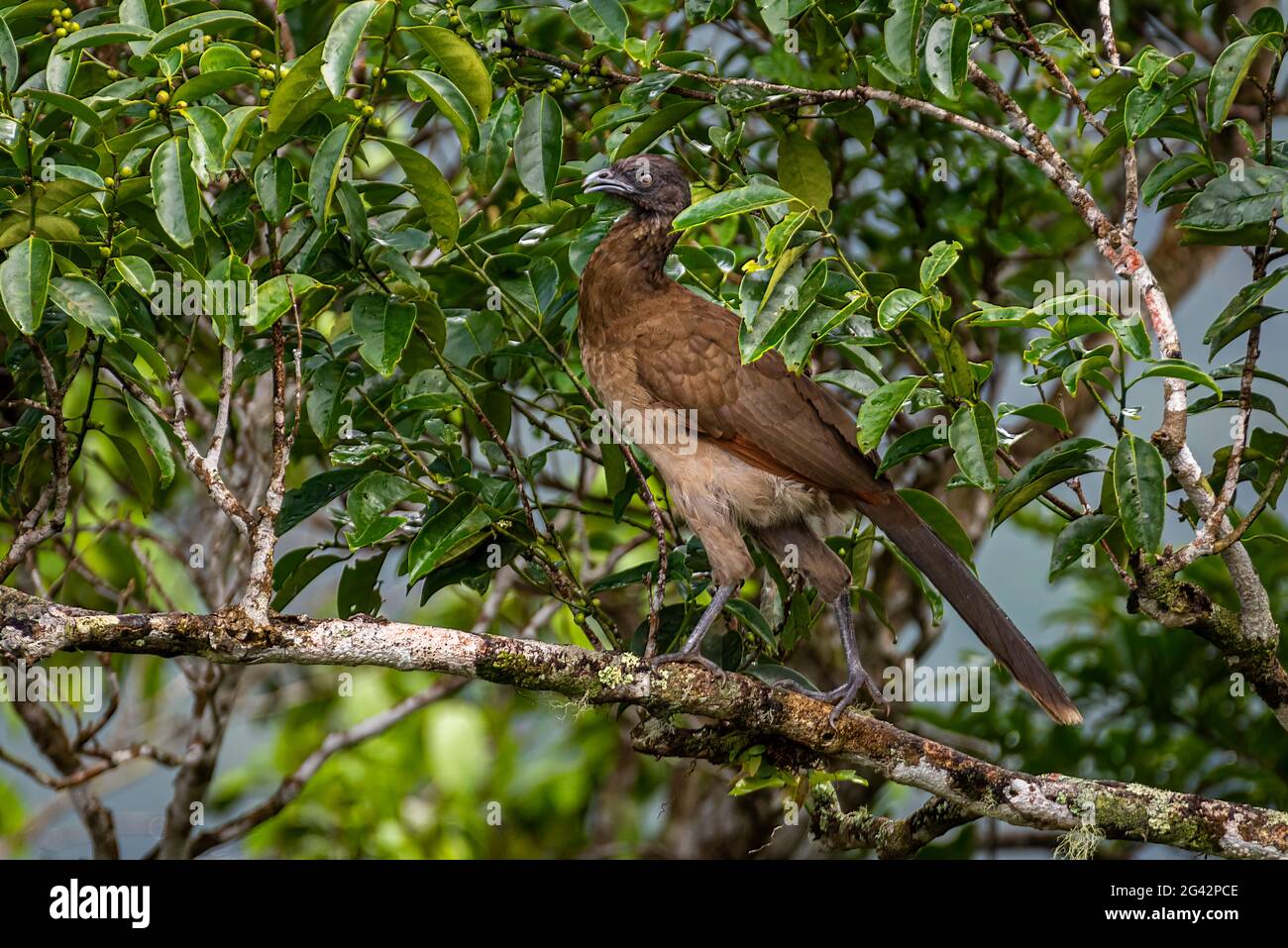 grey-headed chachalaca perched on a tree Stock Photo