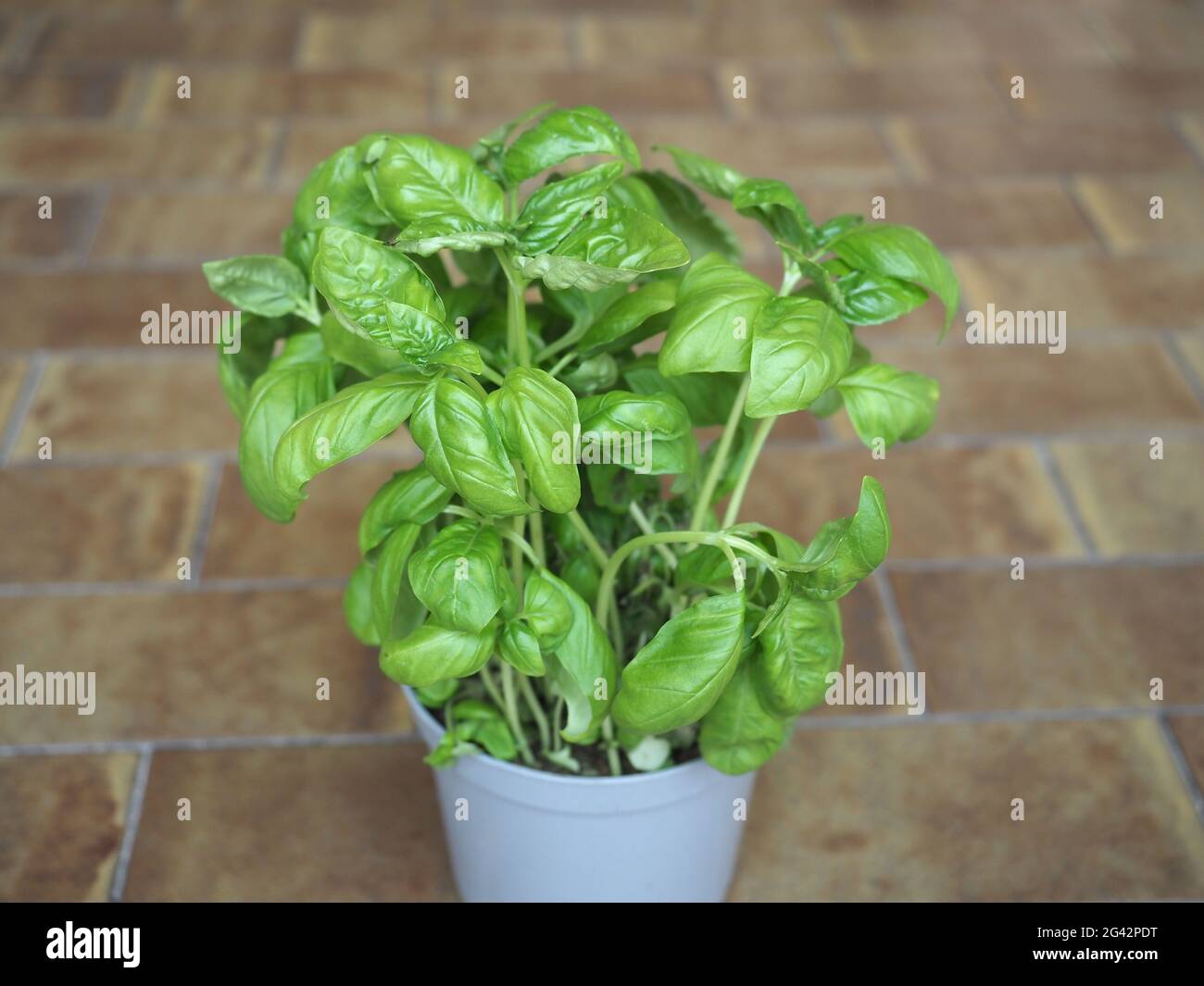 basil aka Thai basil or sweet basil (scientific name Ocimum basilicum