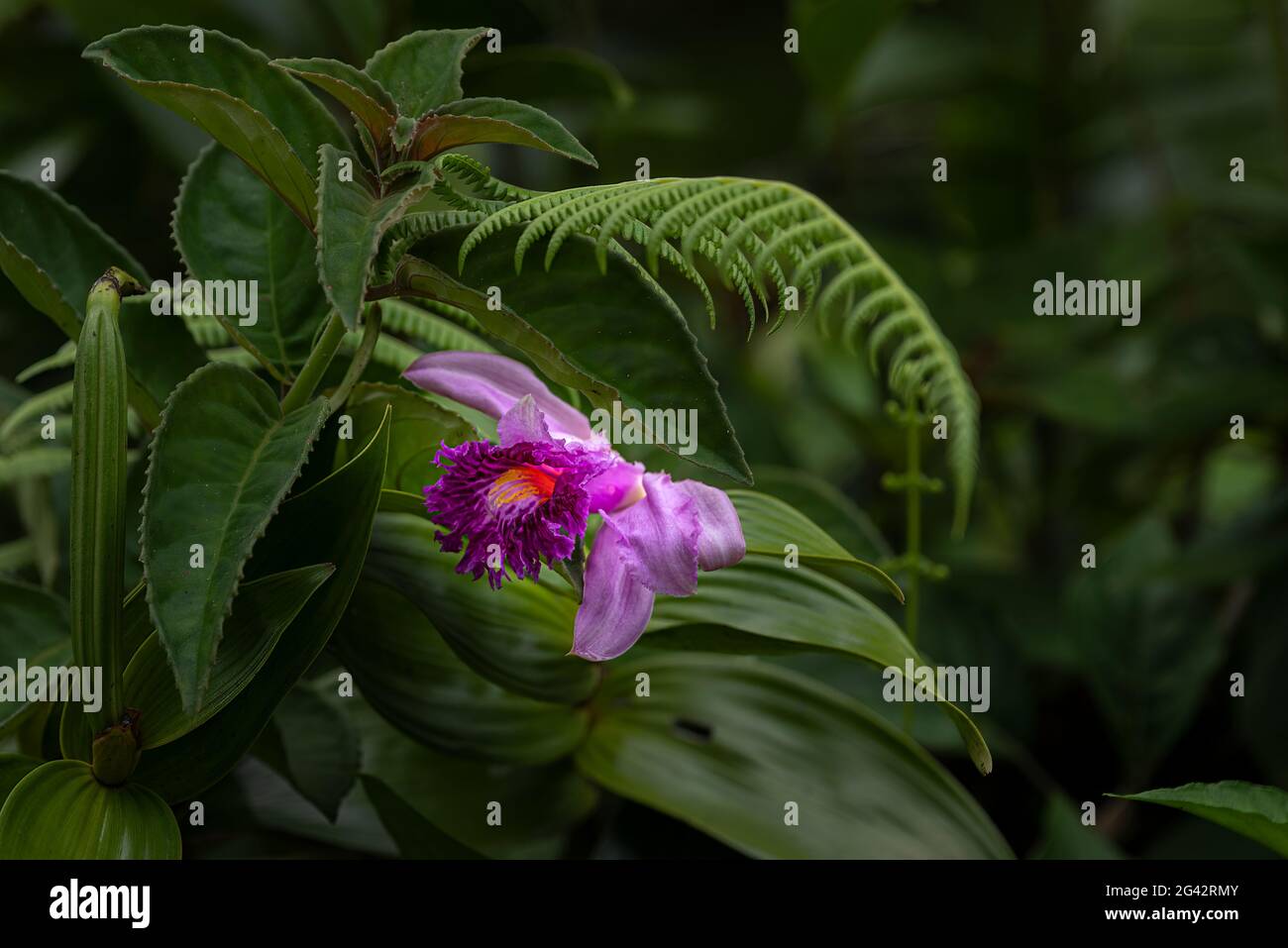 Tropical purple sobralia orchid with lush green rain forest background Stock Photo