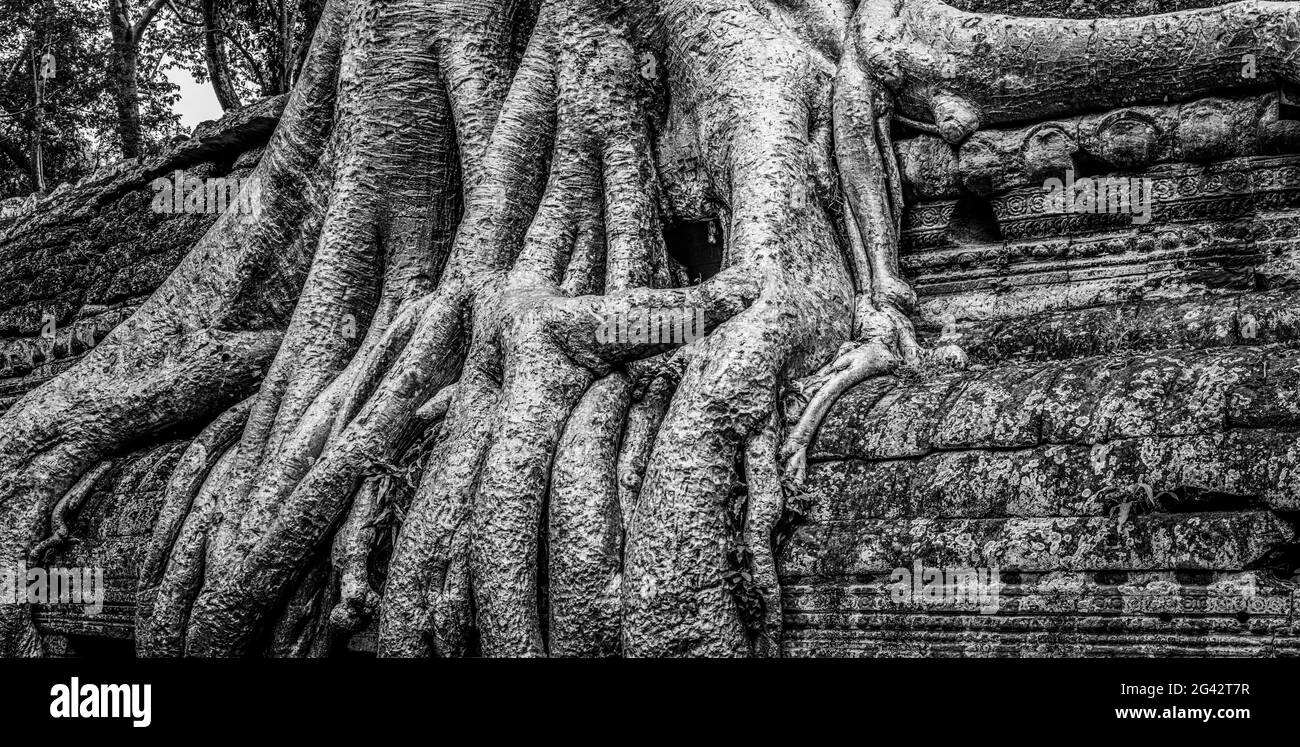 Ta Prohm Temple ruin with tree growing over it in black and white, Angkor Wat Archeological Park, Siem Reap, Cambodia Stock Photo