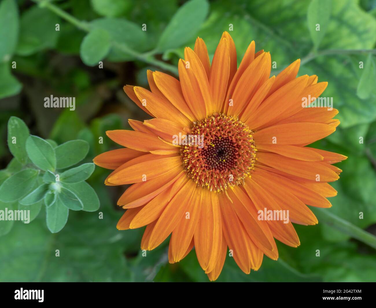 Close up of Orange Mum or Chrysanthemum against lush green leaves Stock Photo