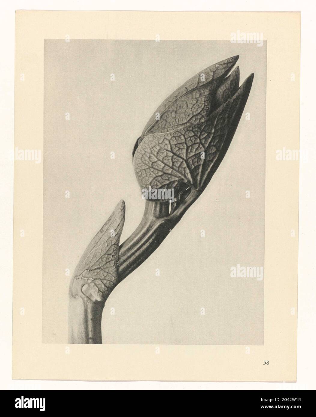 Plant study; Prime forms of art. Facher enlargement. Afkomsig uit losbladige Uitgave. Stock Photo
