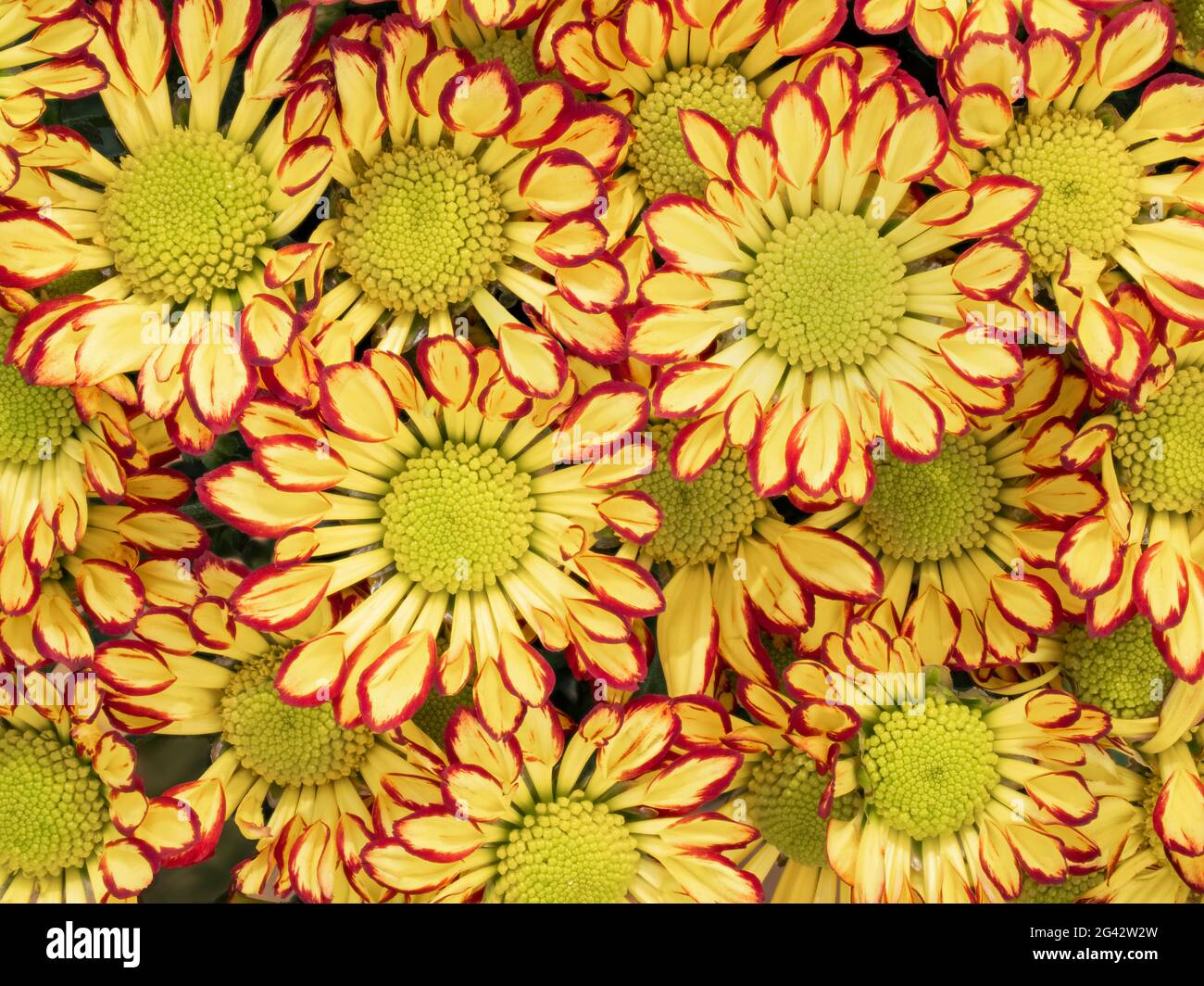 Chrysanthemums flower plant hi-res stock photography and images - Alamy